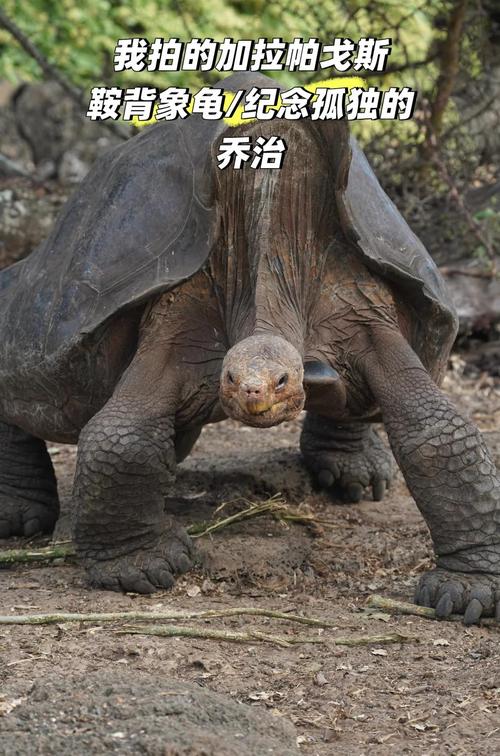 红耳果核泥中华草东部箱鳄龟(和人互动性最强的龟) 红耳果核泥中华草东部箱鳄龟(和人互动性最强的龟)