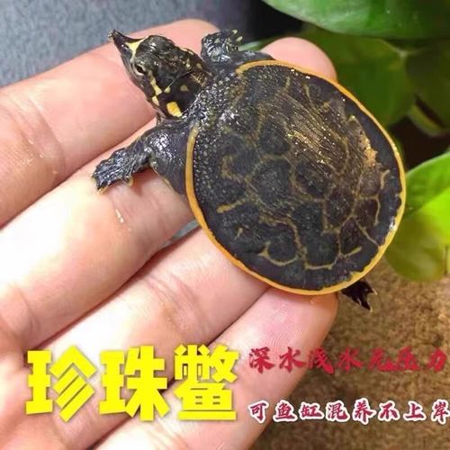 草龟深水斑点龟怎么养?(深水冷水龟有哪些) 草龟深水斑点龟怎么养?(深水冷水龟有哪些)