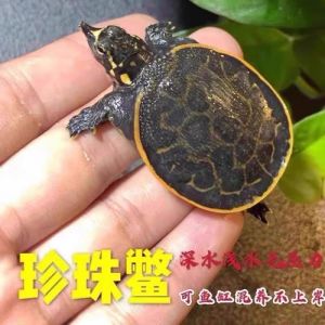 草龟深水斑点龟怎么养？（深水冷水龟有哪些）
