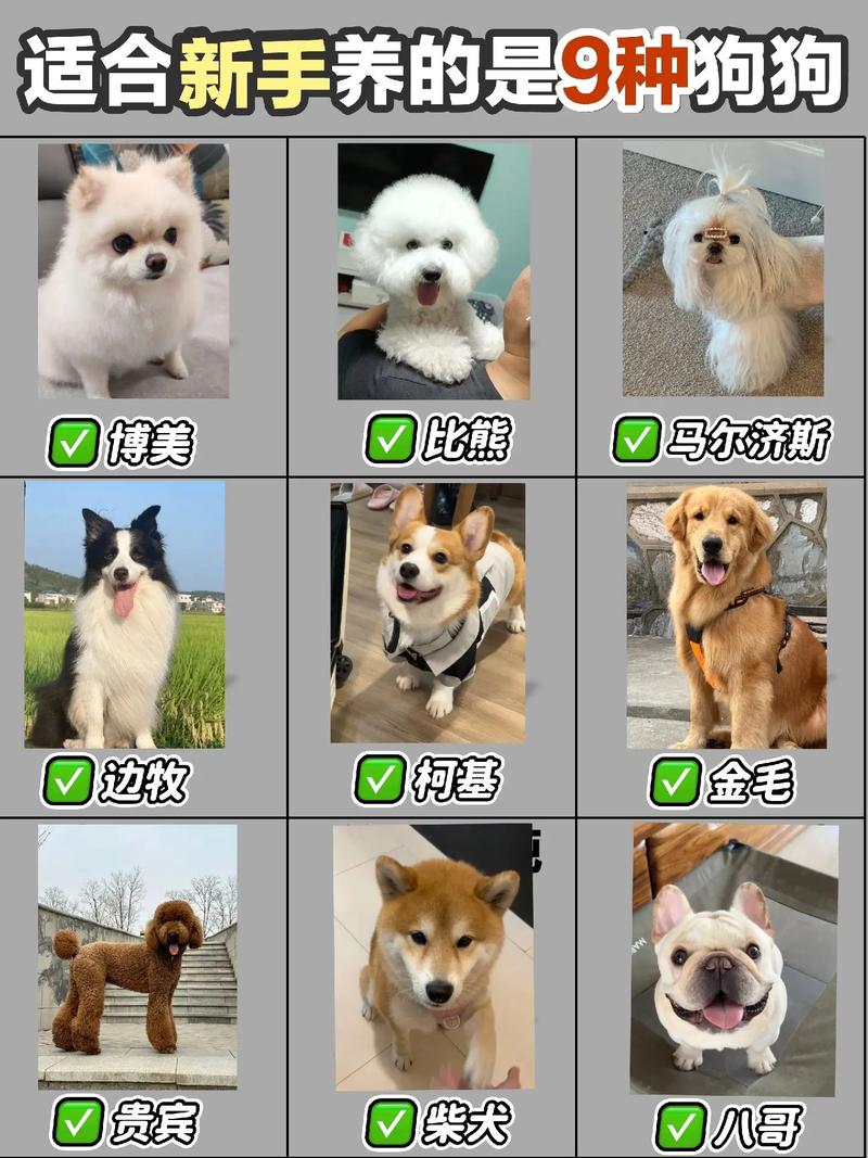 贵宾金毛等各具特色,选犬需考虑!(宠物狗大全及图片) 贵宾金毛等各具特色,选犬需考虑!(宠物狗大全及图片)