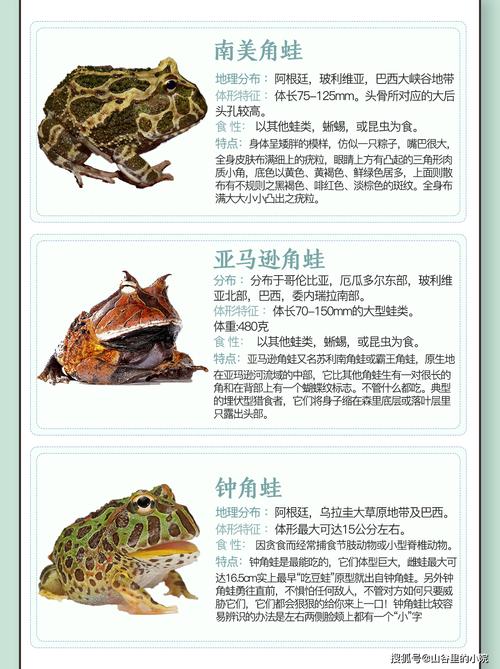 多彩青蛙多奇特,保护它们很重要(青蛙的品种图片带名称) 多彩青蛙多奇特,保护它们很重要(青蛙的品种图片带名称)