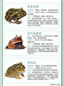 多彩青蛙多奇特，保护它们很重要（青蛙的品种图片带名称）