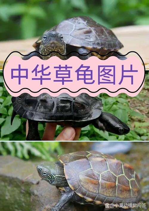保护野生,支持人工养殖(中国龟品种图片大全) 保护野生,支持人工养殖(中国龟品种图片大全)