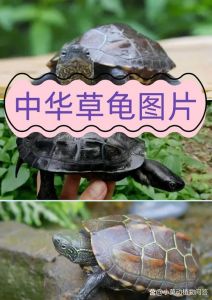 保护野生，支持人工养殖（中国龟品种图片大全）