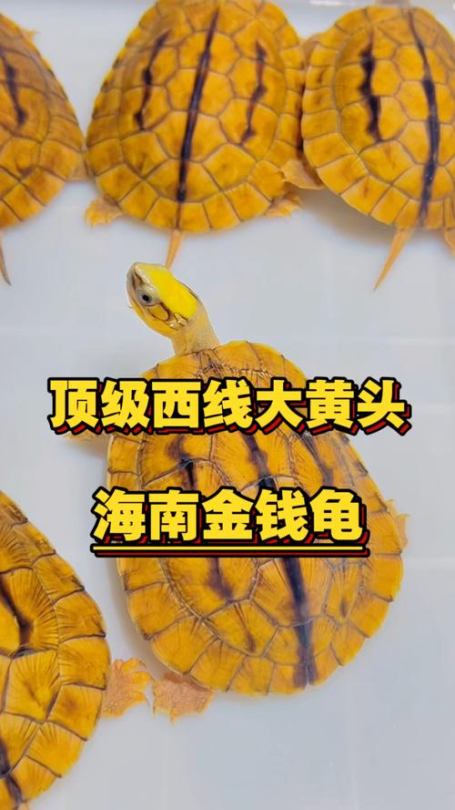 招财进宝，吉祥象征（金钱龟哪个品种最靓）