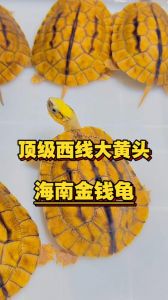 招财进宝，吉祥象征（金钱龟哪个品种最靓）