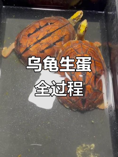 孕妇梦见乌龟生子,生女吉兆!(梦到小乌龟生男孩女孩) 孕妇梦见乌龟生子,生女吉兆!(梦到小乌龟生男孩女孩)