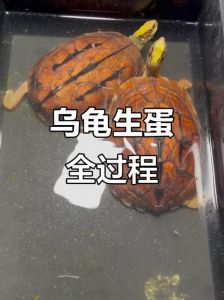 孕妇梦见乌龟生子，生女吉兆！（梦到小乌龟生男孩女孩）