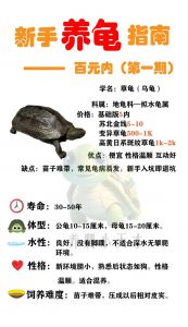 易养龟也需精管（如何养乌龟养乌龟选什么品种）