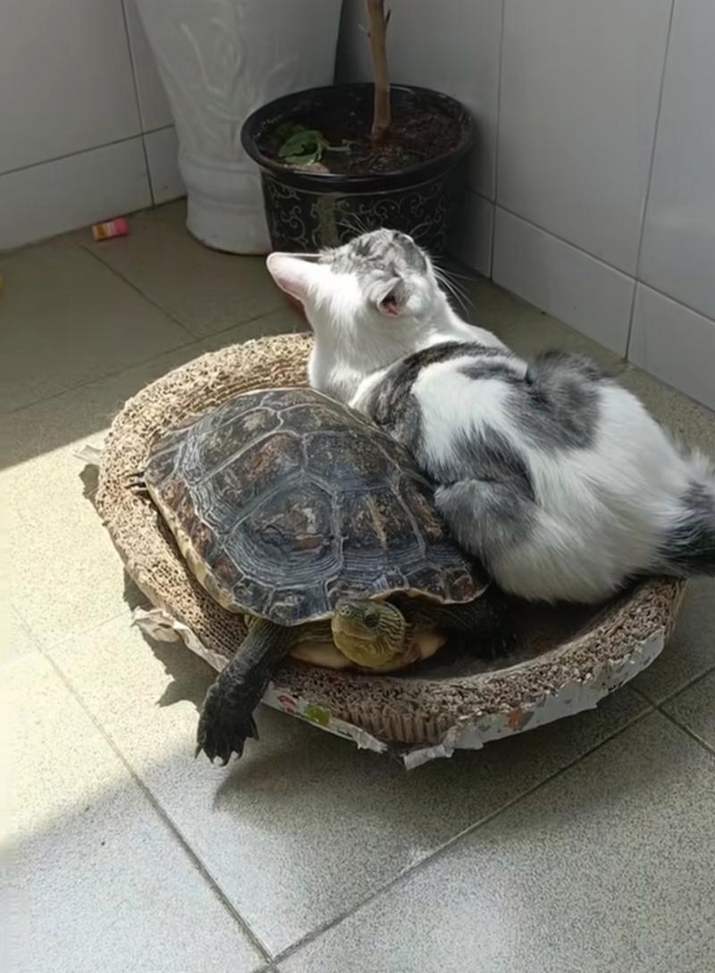 龟猫智商难比,各有千秋(乌龟和猫哪个智商更高) 龟猫智商难比,各有千秋(乌龟和猫哪个智商更高)