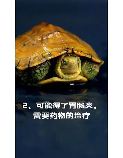 小乌龟不吃食?看看健康温度环境食物(小乌龟为什么不吃龟粮) 小乌龟不吃食?看看健康温度环境食物(小乌龟为什么不吃龟粮)