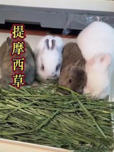 兔子要吃草，干草新鲜最重要（宠物兔吃什么草）