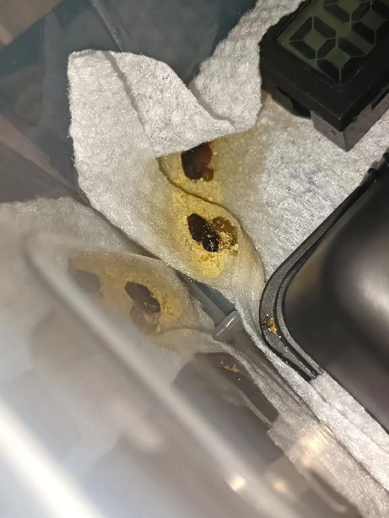 宠物蛇拉黄屎怎么办？正常或需送医？（宠物蛇粪便为黄色稀屎正常吗）