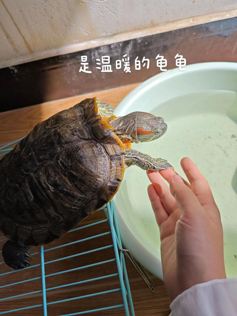 家龟失踪别慌!角落缝隙找,食物引诱法,耐心寻必找回(家里的乌龟不知道跑哪去了怎么找) 家龟失踪别慌!角落缝隙找,食物引诱法,耐心寻必找回(家里的乌龟不知道跑哪去了怎么找)
