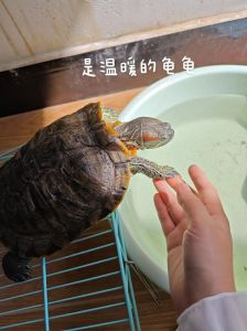 家龟失踪别慌！角落缝隙找，食物引诱法，耐心寻必找回（家里的乌龟不知道跑哪去了怎么找）