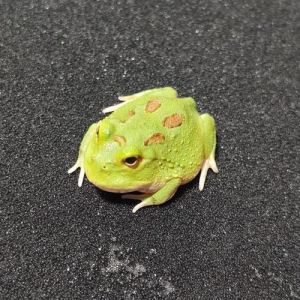 昆嵛林蛙不叫靠气味传情，易危需保护（不会叫的宠物蛙）