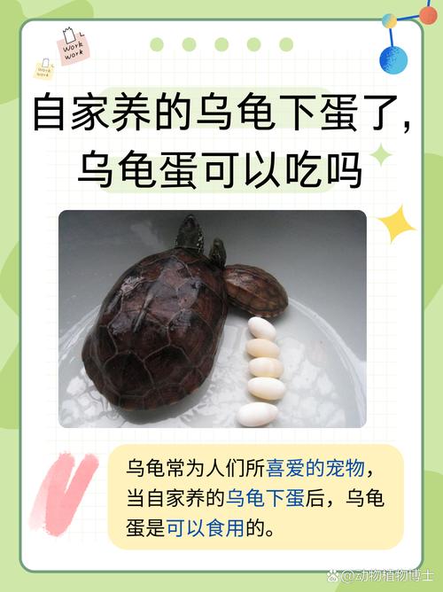 环境水质营养全攻略(蛋龟饲养资料网盘) 环境水质营养全攻略(蛋龟饲养资料网盘)