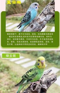 养宠物鸟，选对品种很重要！（宠物鸟有哪些品种）