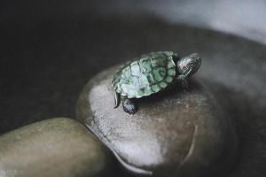 红耳龟巴西龟草龟等推荐（50元以内的乌龟推荐）
