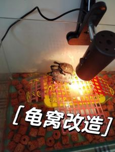 晒台最重要，补钙杀菌不能少（养乌龟的缸怎么布置简单）