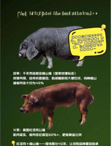 烈火猴克砍牛，混色水晶更实用（砍牛用什么属性宠物）