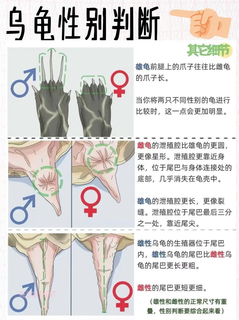 乌龟公母如何区分？看腹甲尾巴爪子！（乌龟公母怎么分辨图片）
