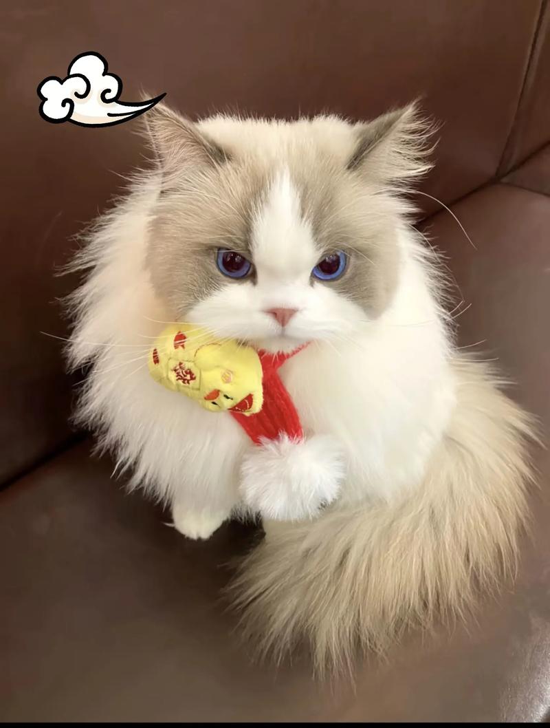 雪球猫病危主人争执,真相揭露林茶茶被揭穿(林茶茶 陈初 布偶猫) 雪球猫病危主人争执,真相揭露林茶茶被揭穿(林茶茶 陈初 布偶猫)