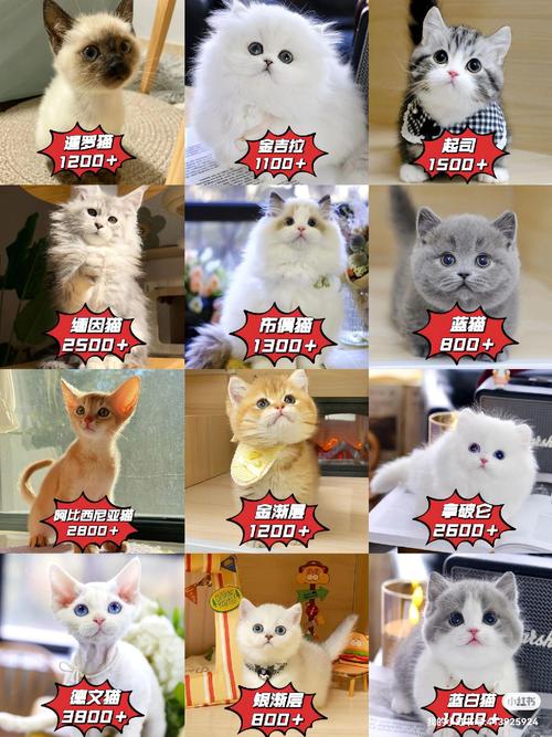 美短猫价格2000-5000元,颜值高易胖需精心照料(猫美短多少钱一只) 美短猫价格2000-5000元,颜值高易胖需精心照料(猫美短多少钱一只)