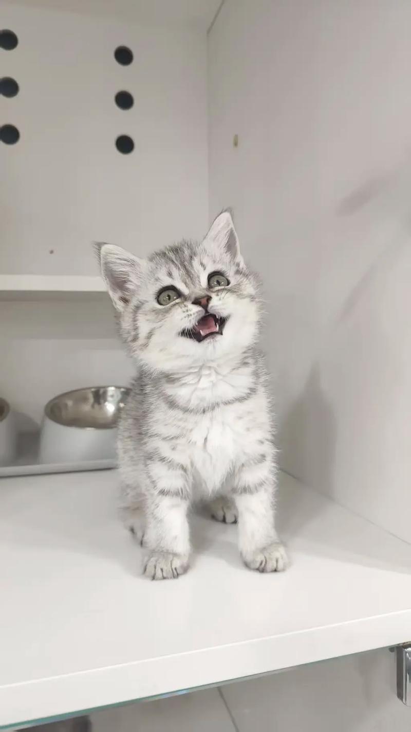 优雅性格,好养易分辨(正宗英短虎斑猫图片) 优雅性格,好养易分辨(正宗英短虎斑猫图片)