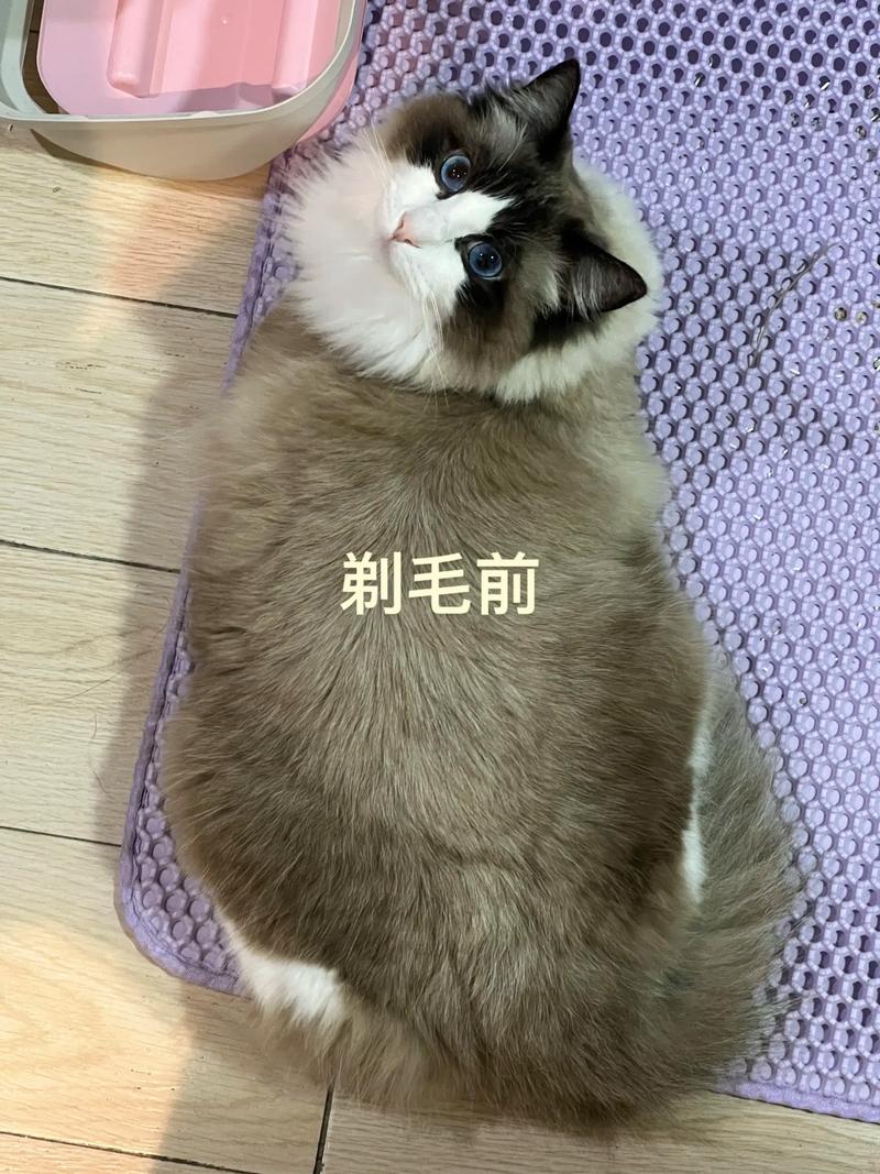 布偶猫剃毛后变黑?别剃!有风险(布偶猫咪可以剃毛么) 布偶猫剃毛后变黑?别剃!有风险(布偶猫咪可以剃毛么)
