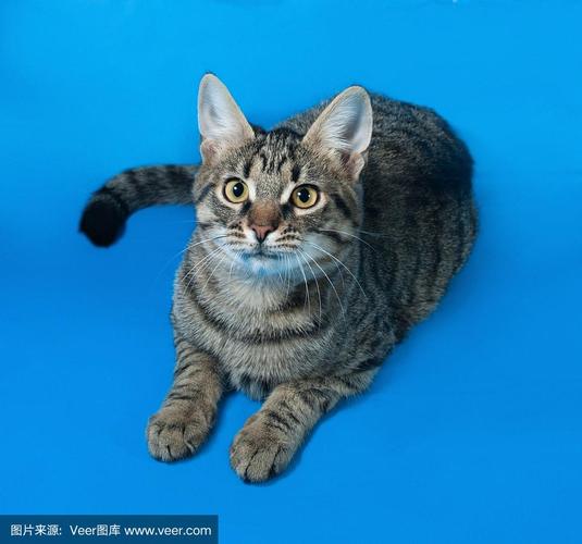 猫咪眼睛颜色变化过程(猫蓝色眼睛变黄了) 猫咪眼睛颜色变化过程(猫蓝色眼睛变黄了)