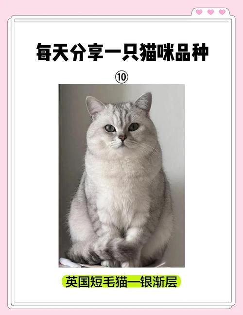 银渐层缺点多,养前需三思(银渐层猫为什么不建议养) 银渐层缺点多,养前需三思(银渐层猫为什么不建议养)