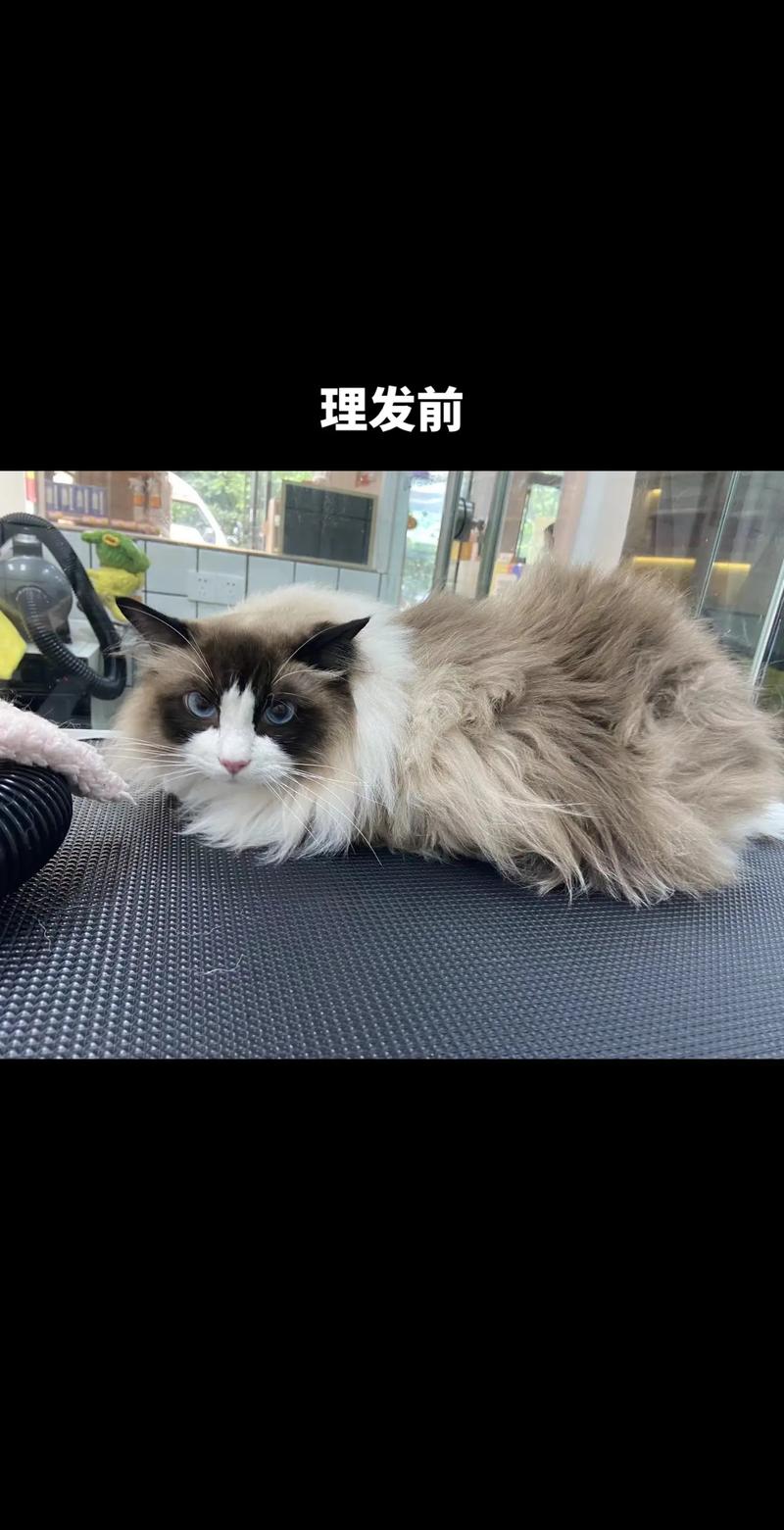 长毛猫修剪利弊多，适度修饰保健康（长毛猫可以剪短毛吗）