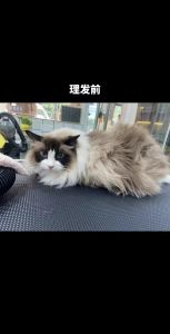 长毛猫修剪利弊多，适度修饰保健康（长毛猫可以剪短毛吗）