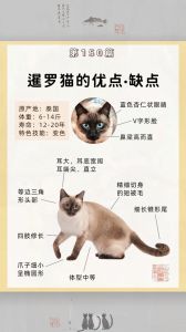 友善粘人暹罗猫，聪明爱叫易生病（暹罗猫有哪些优缺点）