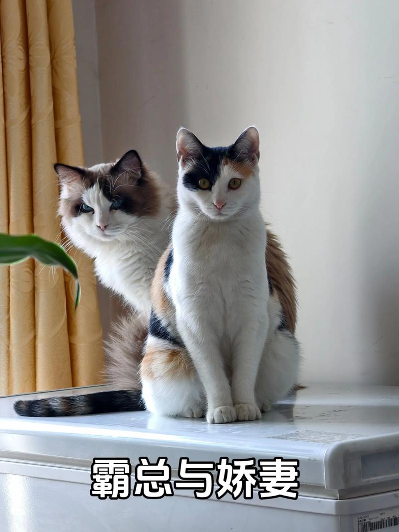 张凌赫家猫是三花还是布偶?(张凌赫养的猫是三花还是布偶) 张凌赫家猫是三花还是布偶?(张凌赫养的猫是三花还是布偶)