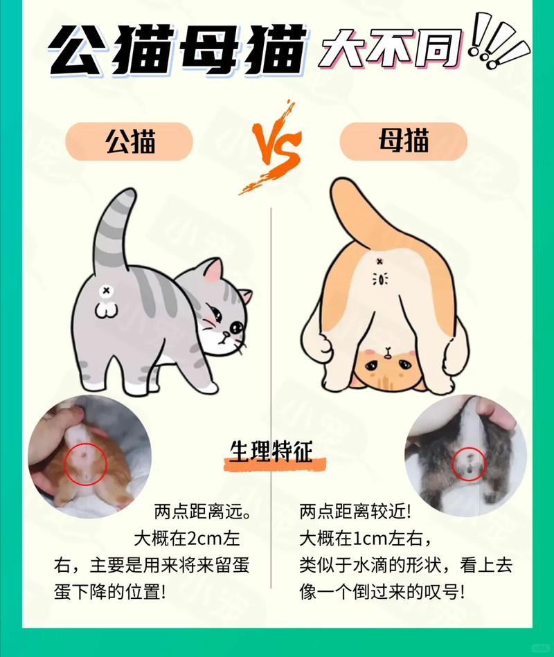 选公猫还是母猫?看你的生活节奏和喜好!(养猫养母的还是公的好) 选公猫还是母猫?看你的生活节奏和喜好!(养猫养母的还是公的好)
