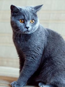 橙黄翡翠绿蓝色，基因决定（蓝猫的眼睛是什么颜色）