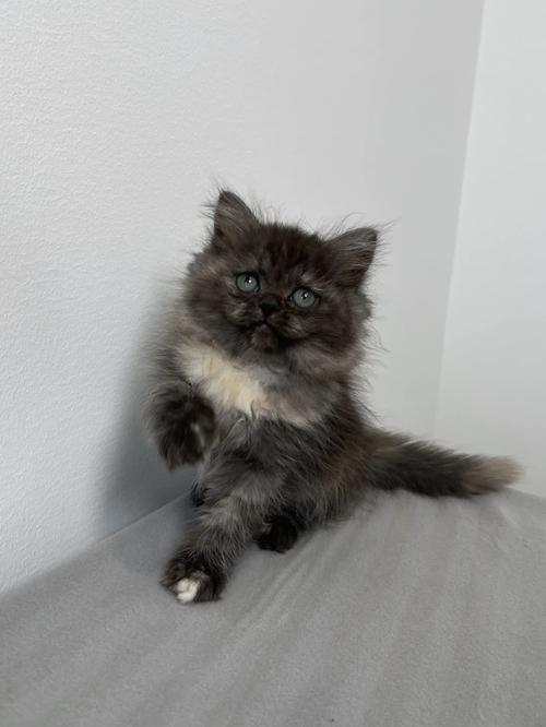 灰色猫不都一样?分清品种看脸型毛发!(灰色波斯猫图片) 灰色猫不都一样?分清品种看脸型毛发!(灰色波斯猫图片)