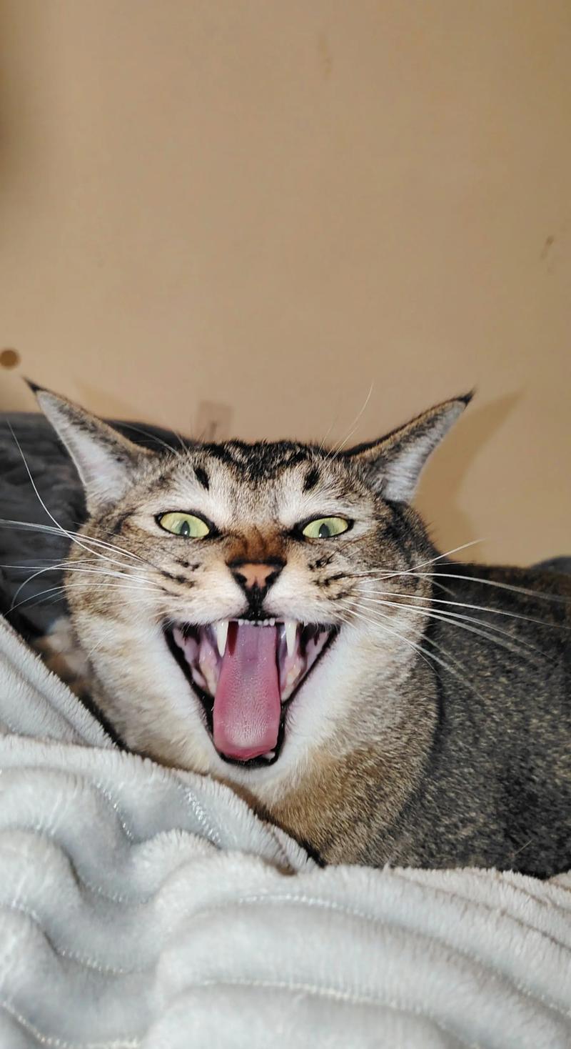 警惕突发物,猫怕狗噪音被抛弃(猫最怕什么东西) 警惕突发物,猫怕狗噪音被抛弃(猫最怕什么东西)
