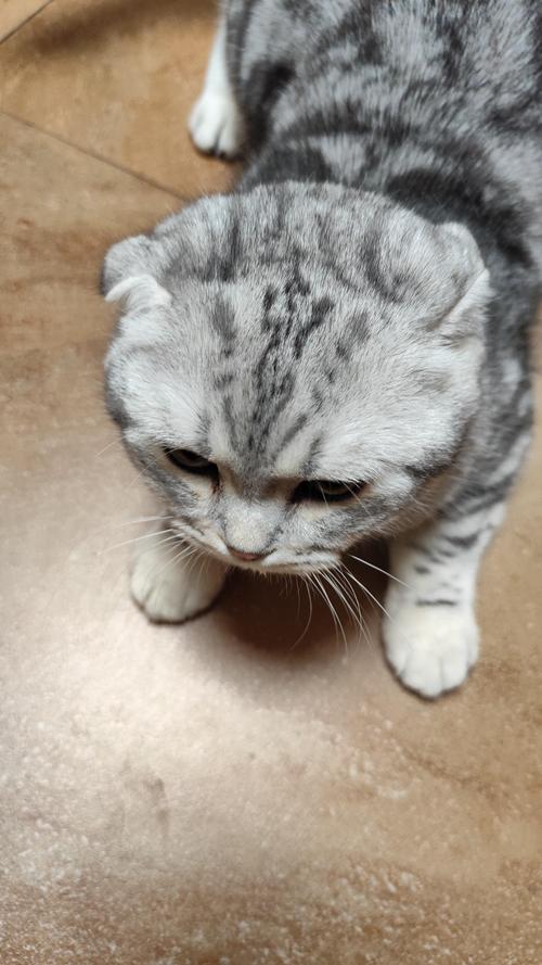 拒绝畸形审美,科学养宠,关爱折耳猫健康!(折耳的猫咪有缺陷吗) 拒绝畸形审美,科学养宠,关爱折耳猫健康!(折耳的猫咪有缺陷吗)