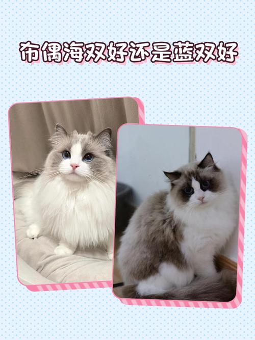 布偶猫英短蓝猫掉毛对比,谁更好养?(布偶猫和蓝猫哪个掉毛更严重) 布偶猫英短蓝猫掉毛对比,谁更好养?(布偶猫和蓝猫哪个掉毛更严重)