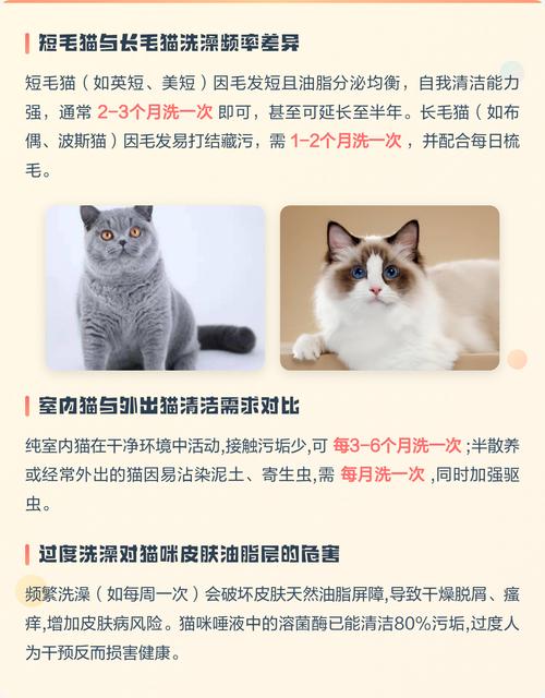 长毛猫洗澡频率因猫而异,日常梳毛更重要(长毛猫多久洗一次澡) 长毛猫洗澡频率因猫而异,日常梳毛更重要(长毛猫多久洗一次澡)