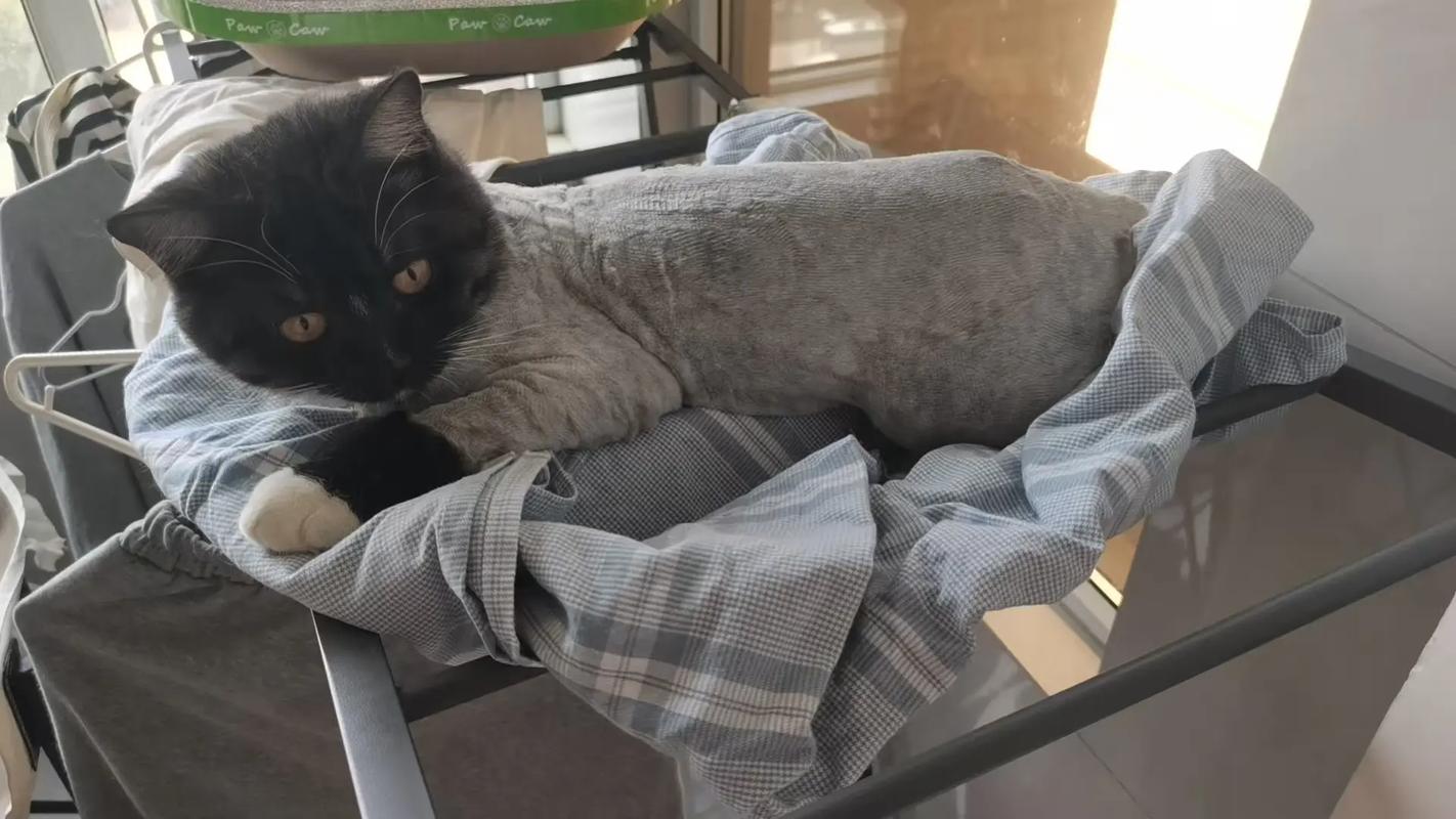 猫咪剃毛后皮肤微破怎么办?(给猫剃毛把咪咪剃破了怎么办) 猫咪剃毛后皮肤微破怎么办?(给猫剃毛把咪咪剃破了怎么办)