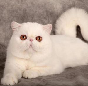 看脸型毛发，核验血统！（波斯猫怎么看纯不纯）