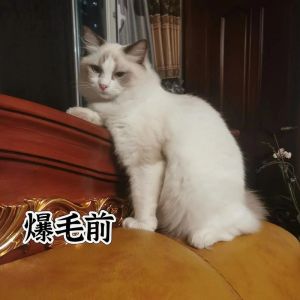 布偶猫掉毛多怎么办？（布偶猫尾巴掉毛很严重）