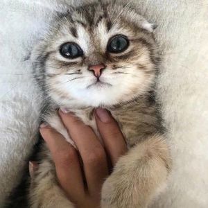 温顺内向，注意健康，佛系养它（养蓝灰折耳猫佛系）