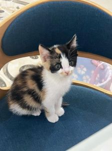 聪明粘人好伙伴（三花猫一般是什么品种）