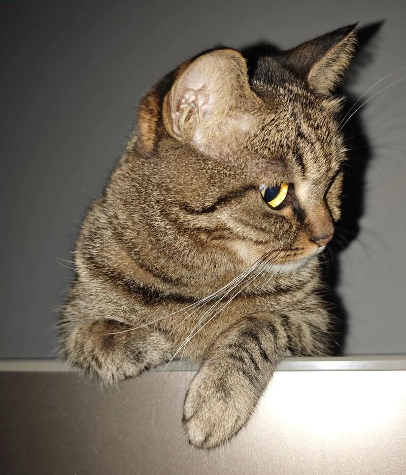 野性vs优雅(正宗虎斑猫图片) 野性vs优雅(正宗虎斑猫图片)