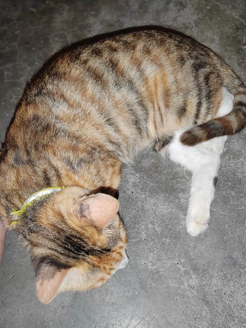 性格外貌大不同(狸花猫的毛比橘猫长) 性格外貌大不同(狸花猫的毛比橘猫长)